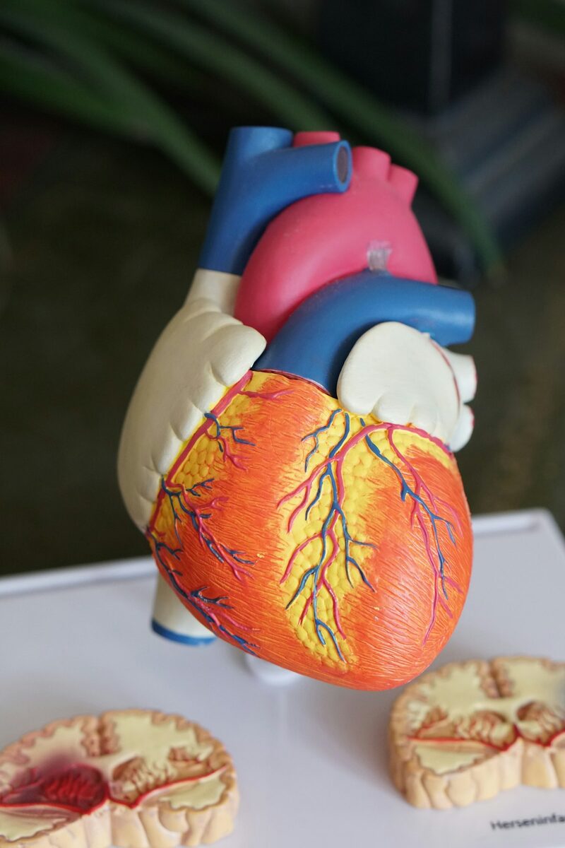 Cardiology medical billing services for heart and vascular practices